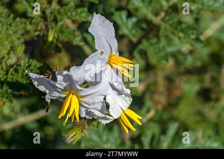 Vila-vila / nuisette collante / bure de buffle rouge / plante de feu et de glace / tomate litchi (Solanum sisymbriifolium) en fleur, originaire d'Amérique du Sud Banque D'Images