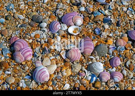 Palourdes violettes / palourdes roses (Eucallista purpurata / Amiantis purata) lavées à terre sur la plage le long de la côte de l'océan Atlantique, Uruguay, Amérique du Sud Banque D'Images