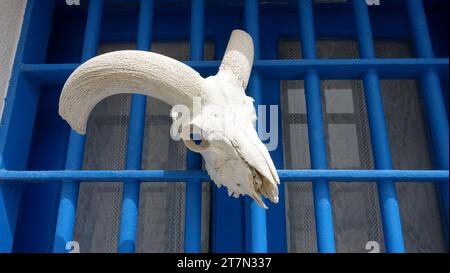 Le crâne d'un mouflon complet avec des cornes suspendues à la grille bleue d'une fenêtre. Banque D'Images