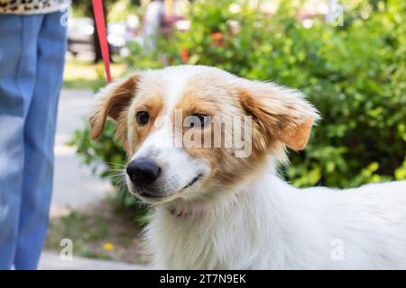 Chien blanc moelleux sur fond de fleurs gros plan Banque D'Images