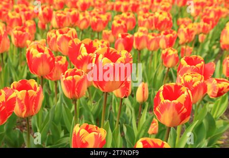 Champ de tulipes avec tulipes rouge-jaune 'Banja Luka', Tulipa Triumph Banque D'Images