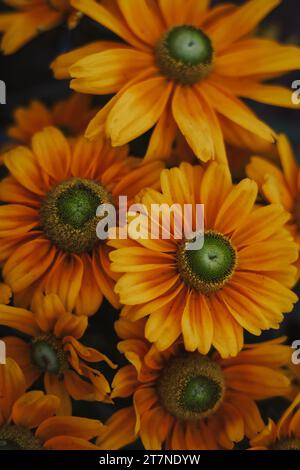 Un éventail diversifié de fleurs colorées poussant dans un jardin luxuriant, Banque D'Images