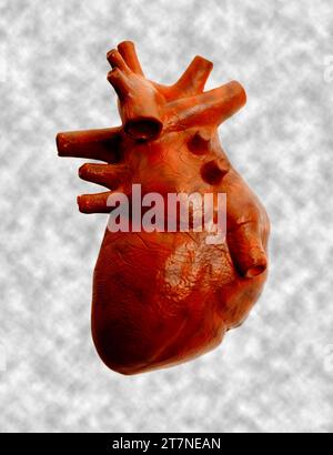 Modèle de coeur humain, concept de cardiologie, soins de santé, transplantation d'organe humain. Banque D'Images