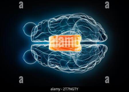 Illustration de rendu 3D de radiographie de corps calleux vue supérieure ou de dessus. Anatomie du cerveau humain et du système nerveux, médical, santé, biologie, science, n Banque D'Images