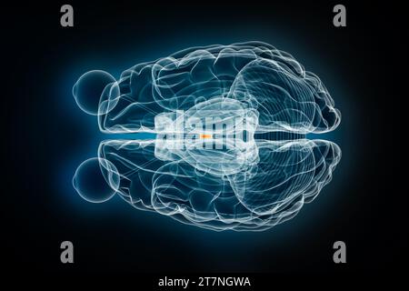 Illustration de rendu 3D vue supérieure ou vue de dessus par rayons X à adhésion interthalamique. Anatomie du cerveau humain et du système nerveux, médecine, soins de santé, biologie, science-science Banque D'Images
