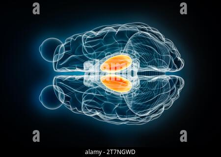 Illustration de rendu 3D vue supérieure ou vue de dessus des rayons X thalamus. Cerveau humain, anatomie limbique et du système nerveux, médical, santé, biologie, science, Banque D'Images