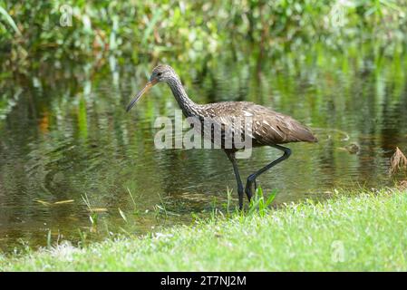 Un Limpkin, Aramus guarauna, pataugeant dans les eaux de crue en Floride, USA Banque D'Images