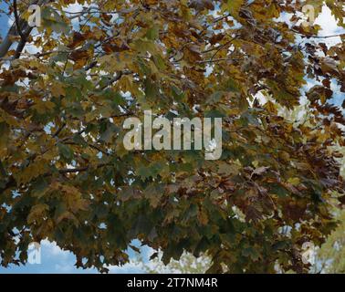 Gros plan des branches d'un érable avec des feuilles allant du vert au jaune et au brun à l'automne à Trevor, Wisconsin, États-Unis Banque D'Images