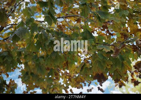 Gros plan des branches d'un érable avec des feuilles allant du vert au jaune et au brun à l'automne à Trevor, Wisconsin, États-Unis Banque D'Images