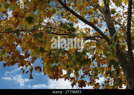 Gros plan des branches d'un érable avec des feuilles allant du vert au jaune et au brun à l'automne à Trevor, Wisconsin, États-Unis Banque D'Images