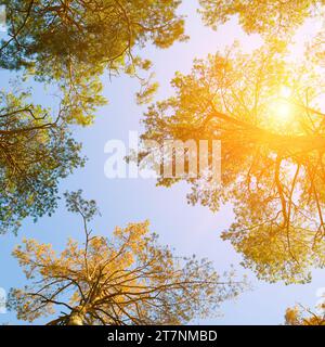 Couronnes de pins sur fond de ciel bleu et soleil éclatant. Banque D'Images