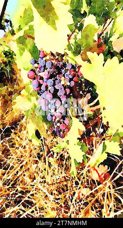 Une grappe de raisins prête à être récoltée pour faire du vin. Banque D'Images