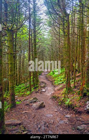 Quiet Trail serpentant à travers une forêt de sapin dans le parc national de Mount Mictchell en Caroline du Nord Banque D'Images