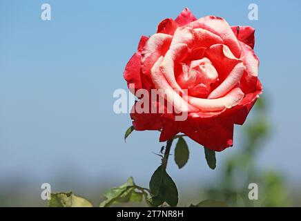 Rose rouge sur ciel bleu Banque D'Images