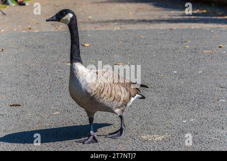 Grovelands Park, Londres, Royaume-Uni - 8 septembre 2014 : Canada Goose marchant sur le chemin. Banque D'Images