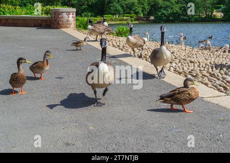 Grovelands Park, Londres, Royaume-Uni - 6 août 2015 : Bernaches du Canada et canards colverts sur le sentier à côté du lac Grovelands Park. Banque D'Images