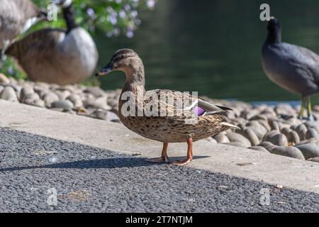 Grovelands Park, Londres, Royaume-Uni - 8 septembre 2014 : canard colvert sur la rive du lac Grovelands Park. Banque D'Images