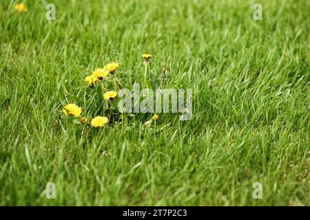 Pissenlit mauvaises herbes Taraxacum officinale, poussant dans une pelouse d'herbe résidentielle. Banque D'Images