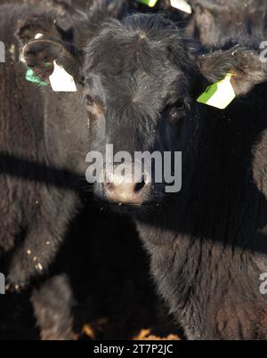 Gros plan de la tête d'une vache Black Angus dans un parc d'engraissement. Banque D'Images