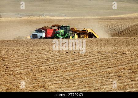 Les agriculteurs et les ouvriers des champs utilisent des machines agricoles récoltant des pommes de terre dans les champs fertiles de l'Idaho. Banque D'Images