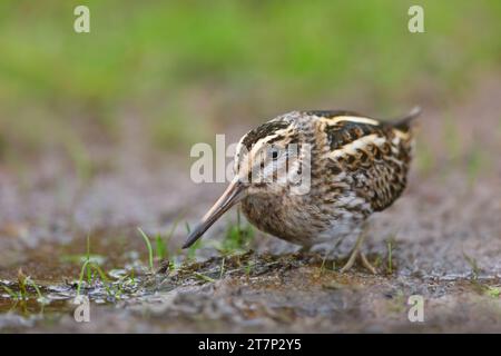 Jack Snipe, Lymnocryptes minimus, recherche de nourriture à Heligoland/Allemagne Banque D'Images