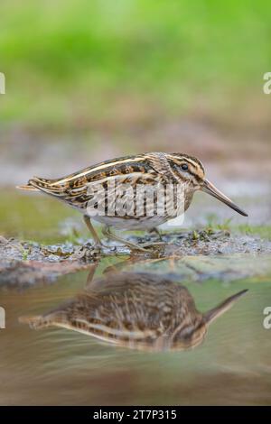 Jack Snipe, Lymnocryptes minimus, recherche de nourriture à Heligoland/Allemagne Banque D'Images