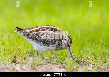 Jack Snipe, Lymnocryptes minimus, recherche de nourriture à Heligoland/Allemagne Banque D'Images