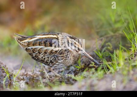 Jack Snipe, Lymnocryptes minimus, recherche de nourriture à Heligoland/Allemagne Banque D'Images