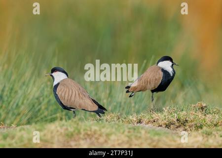 Vanneau à ailes épaulées, Vanellus spinosus, reposant à Chypre Banque D'Images