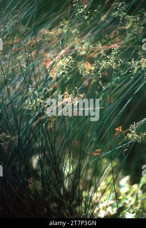 Roseaux verts se pliant dans le vent avec des fleurs orange Banque D'Images