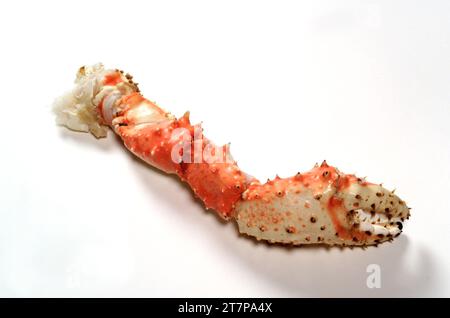 Une jambe de King Crab cuite à la vapeur silhouettée sur un fond de studio blanc Banque D'Images