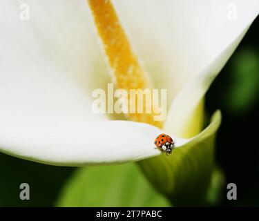 Une Coccinelle rouge marche sur le bord d'une calla lily Banque D'Images