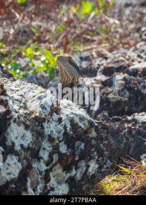 Un reptile australien, lézard dragon d'eau, debout sur des rochers sur le promontoire, prenant le soleil, Australie Banque D'Images