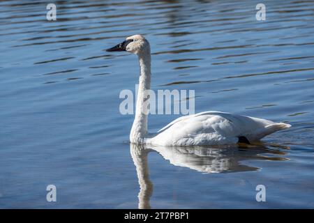 Le trompettiste Swan (Cygnus buccinator) nageant dans le lac Swan dans le parc national de Yellowstone Banque D'Images