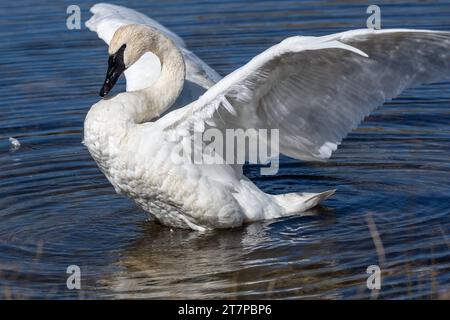 Le trompettiste Swan (Cygnus buccinator) nageant dans le lac Swan dans le parc national de Yellowstone Banque D'Images