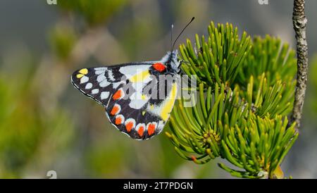 Un papillon Jezebel tacheté rouge sur un buisson de Calothamnus à West Mount Barren, parc national de Fitzgerald River, Australie occidentale, Australie Banque D'Images