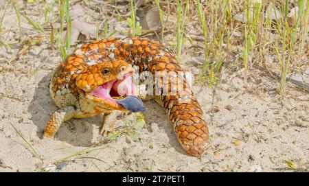 Un lézard à queue de canard orange ou un Shingleback occidental au soleil avec une langue bleue exposée à la menace, Perth, Australie occidentale, Australie Banque D'Images