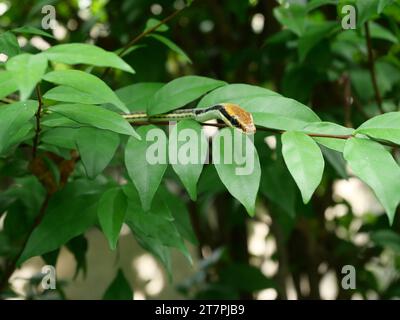 Serpent Bronzeback commun (Dendrelaphis pictus) sur feuille verte et arbre végétal, tête brune et les motifs noirs et verts sur le corps de légèrement venimeux Banque D'Images