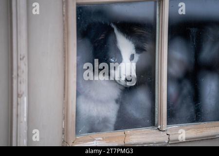 Berger australien regardant par la fenêtre à l'extérieur froid Cozy Close Up Banque D'Images