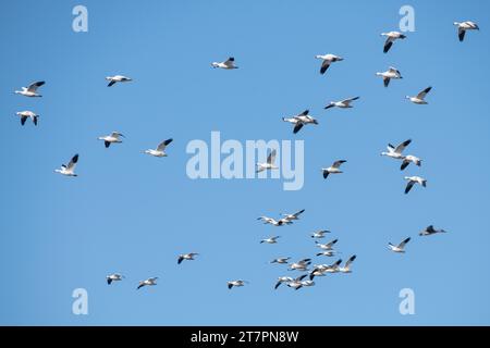 Oies des neiges (Anser caerulescens), cette espèce d'oie visite le refuge faunique de Sacramento en Californie en grand nombre au cours de leur migration hivernale. Banque D'Images