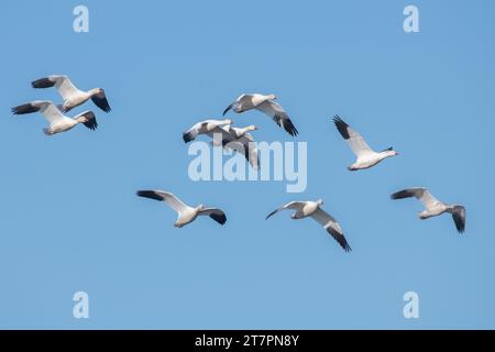 Oies des neiges (Anser caerulescens), cette espèce d'oie visite le refuge faunique de Sacramento en Californie en grand nombre au cours de leur migration hivernale. Banque D'Images