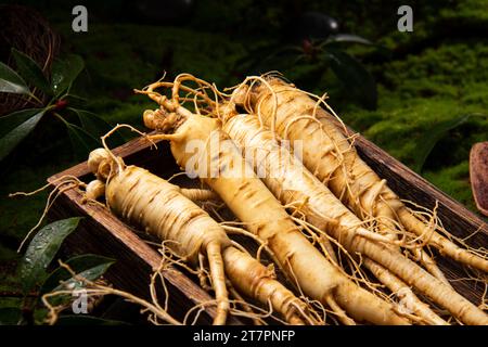 Racine de ginseng frais, les avantages étonnants pour la santé du ginseng que vous devez savoir, plante de ginseng Banque D'Images