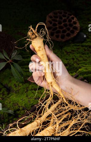 Racine de ginseng frais, les avantages étonnants pour la santé du ginseng que vous devez savoir, plante de ginseng Banque D'Images