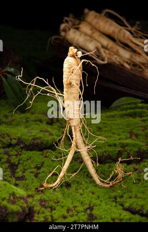 Racine de ginseng frais, les avantages étonnants pour la santé du ginseng que vous devez savoir, plante de ginseng Banque D'Images