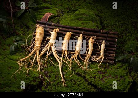 Racine de ginseng frais, les avantages étonnants pour la santé du ginseng que vous devez savoir, plante de ginseng Banque D'Images