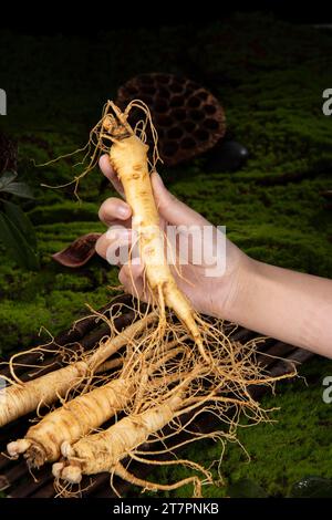 Racine de ginseng frais, les avantages étonnants pour la santé du ginseng que vous devez savoir, plante de ginseng Banque D'Images