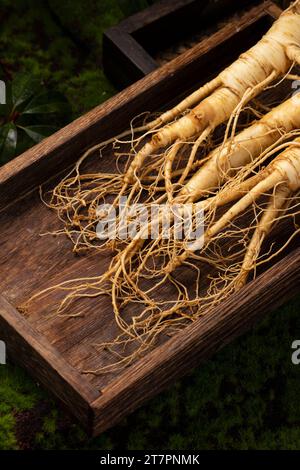 Racine de ginseng frais, les avantages étonnants pour la santé du ginseng que vous devez savoir, plante de ginseng Banque D'Images