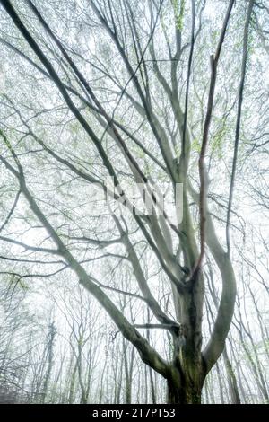 Vieux hêtre gnarled au début du printemps, premier vert frais, double exposition, abstrait, Burgenlandkreis, Saxe-Anhalt, Allemagne Banque D'Images