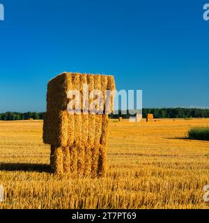 Temps de récolte, champ avec des balles de paille, champ de chaume sous ciel bleu en été, lumière du matin, Maerkische Schweiz, Brandebourg, Allemagne Banque D'Images