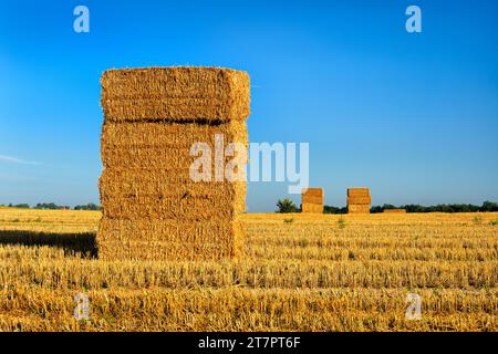 Champ de chaume avec des balles de paille dans la lumière du matin, paysage d'été sous un ciel bleu, parc naturel Maerkische Schweiz, Brandebourg, Allemagne Banque D'Images